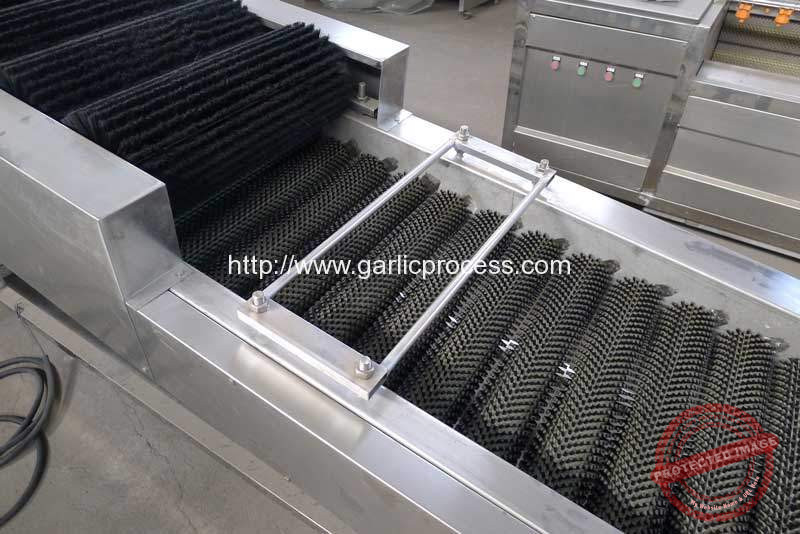 Garlic-Bulb-Dry-Washing-Machine-for-New-Zealand-Market